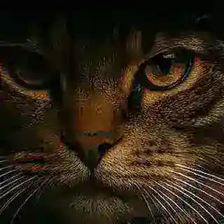 Media Black Cat 2 Profile