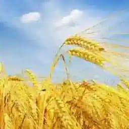 תזכורת ספירת העומר 🌾 Profile