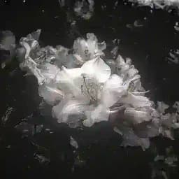 . . .anon ¡!. .Mirble. .{怒り}¿? Profile