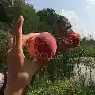 Персиковая роща 🍑
