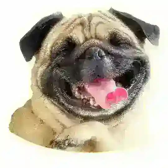 Анекдоты про
