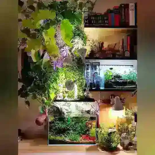 Planted Aquarium & Paludarium