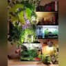 Planted Aquarium & Paludarium
