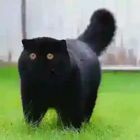 КОТОНОВОСТИ 🐾