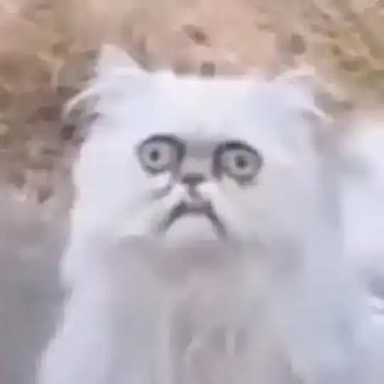 #КОТОФИЛОСОФ