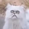 #КОТОФИЛОСОФ
