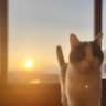 Мемы про котов