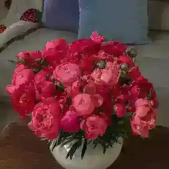 думки вголос