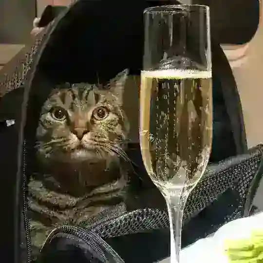 Толстый Кот