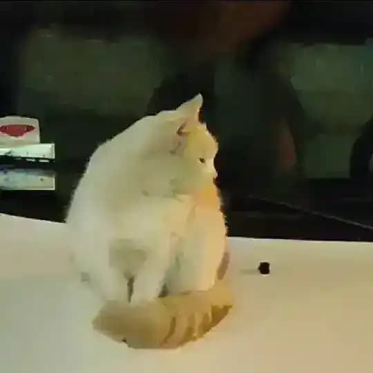 π§ π΅πΈπ»πΌπππΈπ² π°ππ²π·πΈπ
π΄ π§
