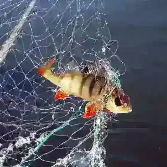 Большой невод