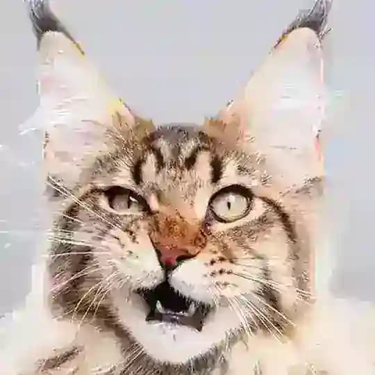 ITsCats