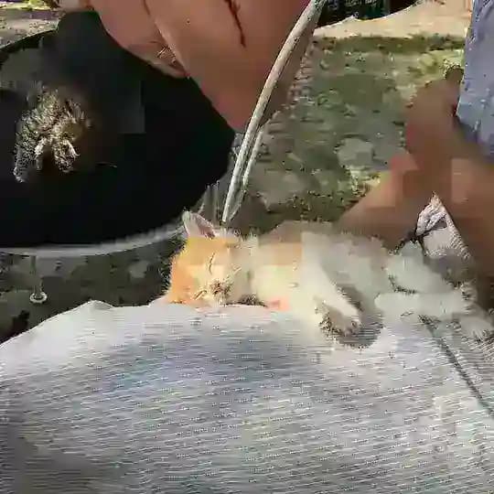 Little Tiny