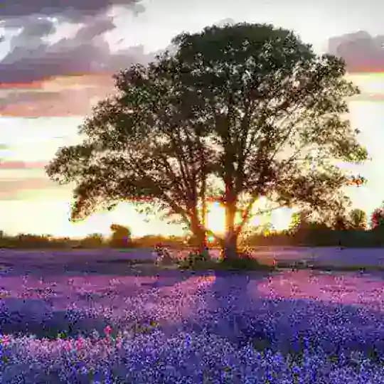 Nature 🌄