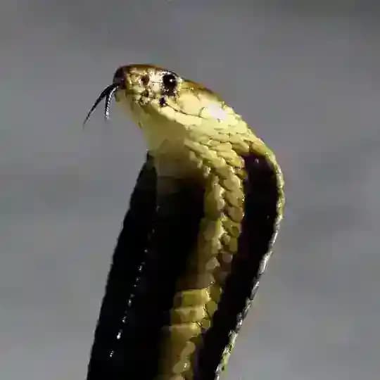 Опасное