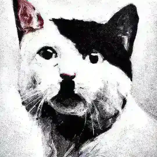 petshopbeuys