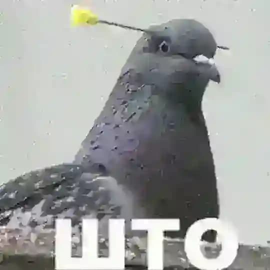 Картинки с тупыми птицами