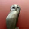 Swiss Owl