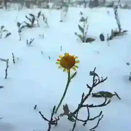 Синдром Атома