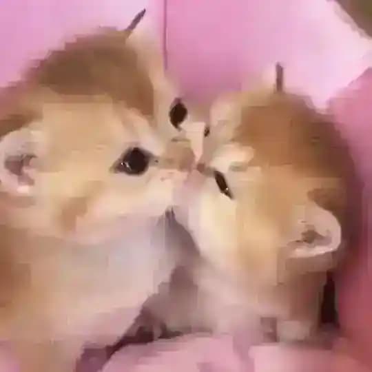 sofiko🤍