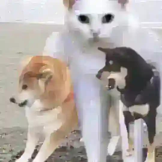 Саша и Катя болтают