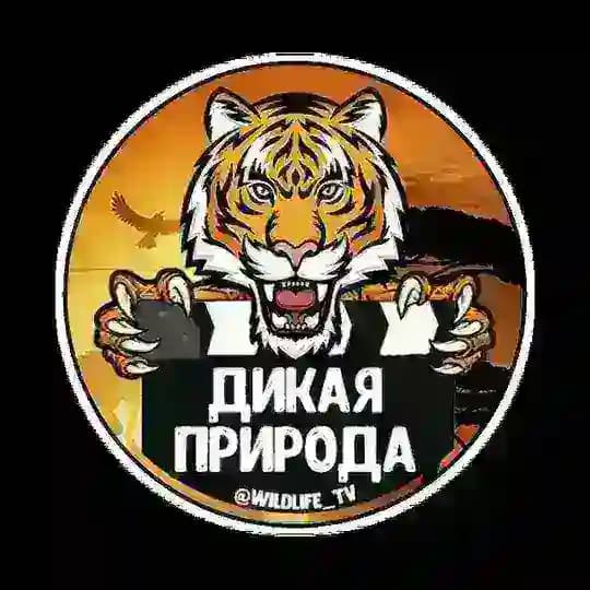 Дикая природа 🔞