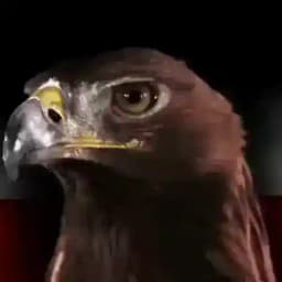 GlobalPatriotENGLISH🔥 Profile