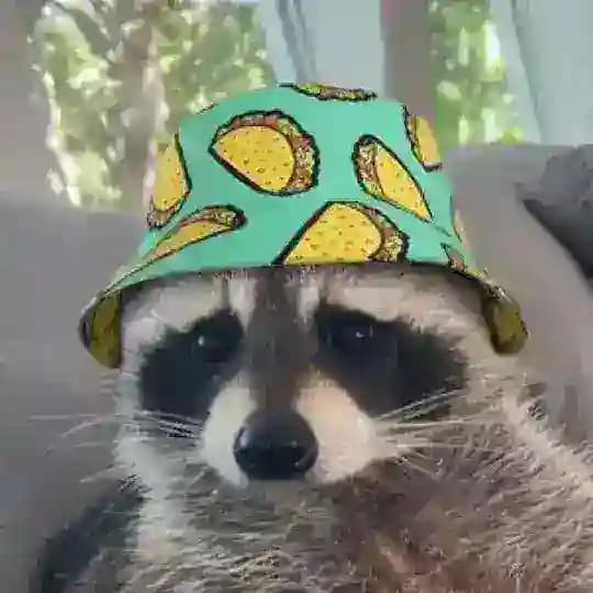 Waschbärige Memes Profile