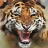 AJ Tigers