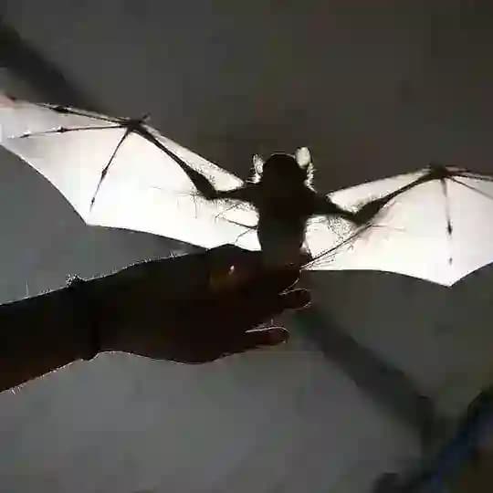 🦇Bats help🦇