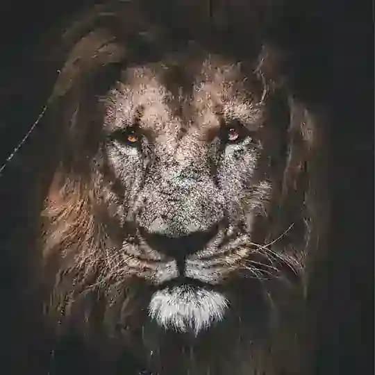 Bread Of Life