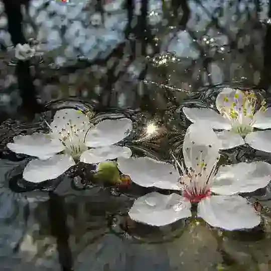 ╰(*´︶`*)╯♡ c’a closet Profile