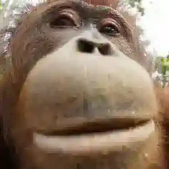 Daily Monkeys