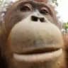 Daily Monkeys