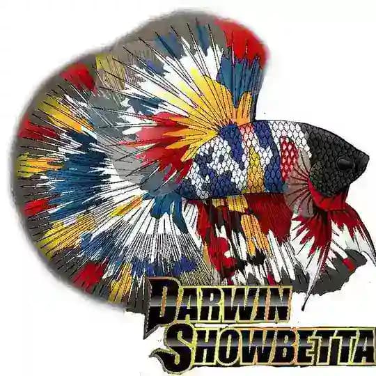 Darwin ShowBettas ๐