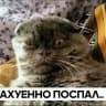 Укуренные козлы
