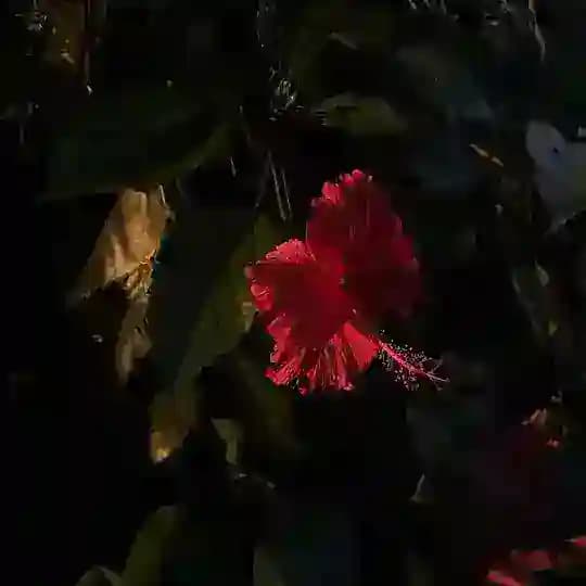 88 kisses ⋆˙⟡ 🍒 Profile