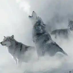 Ruf des Weißen Wolfes Profile