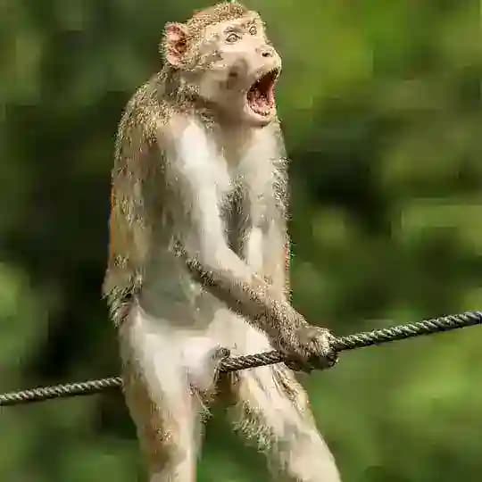 Funny Animals Profile