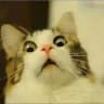 Funny Cats, Dogs Video