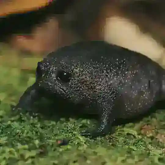 матерь пробирок