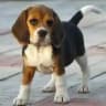 Indian Dogs Sale/Purchase 🐶