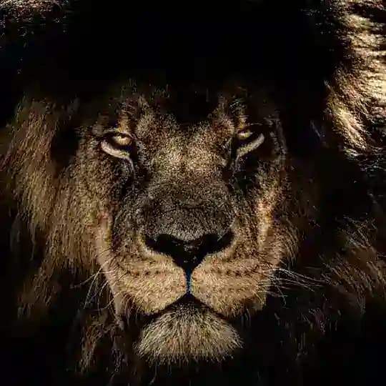 Lion King | Binance Futures 🏆