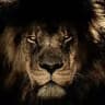 Lion King | Binance Futures 🏆
