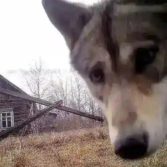Через полюс??