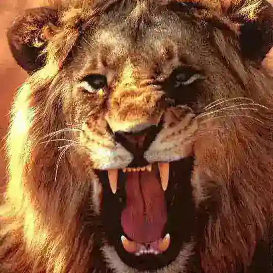 Legend calls🦁