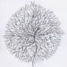 Mycelium Extraordinaire