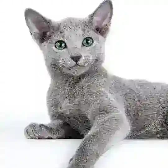 Архангельский Кот