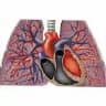 pulmonary courses and books
