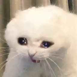 sad сat gamble 悲傷的貓 Profile